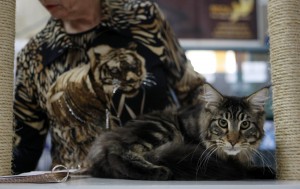 Juíza examina gato da raça Maine Coon.