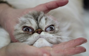 Gato da raça Himalaia é examinado por jurados da mostra internacional de felinos de Holon, Israel.