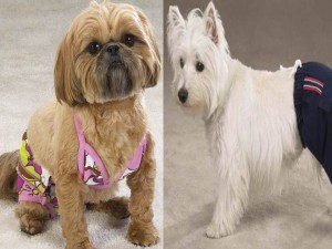 Cadelinha da raça lhasa Apso posa com biquíni rosa estampado da marca Doggie Vogue e West Terrier de bermuda sofisticada deixando-o elegante mesmo no verão.