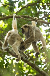 Macacos Muriqui-do-Sul