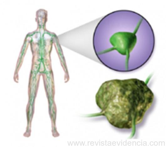 Geralmente ocorrem nas vias e gânglios linfáticos (parte verde da figura) Fonte: INCA.