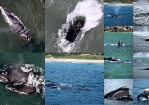 Enfim, as gigantes do mar chegaram a Santa Catarina para mais uma temporada