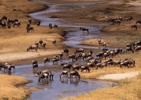 Brasil e Tanzânia intensificam relações na área de promoção turística internacional