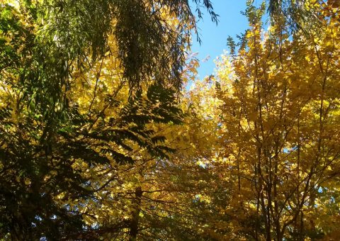 Cores do outono e frio mudam a paisagem serrana catarinense
