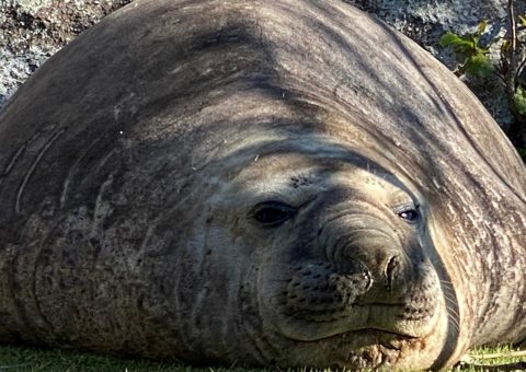 Turistas vips da Patagônia chegam a Santa Catarina