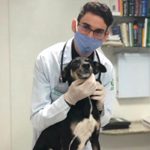 Importância do check-up periódico nos pets