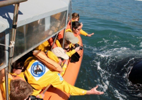 Turismo de observação de baleias é desprezado pelo governo de SC