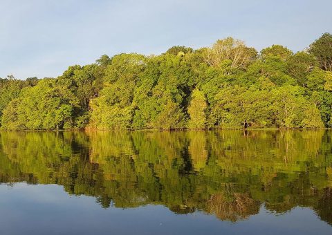 Dia Mundial do Meio Ambiente faz alerta pela restauração de ecossistemas