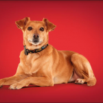 Outback faz campanha para incentivar adoção de cães
