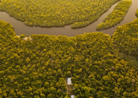 O chamado da maior floresta tropical do mundo