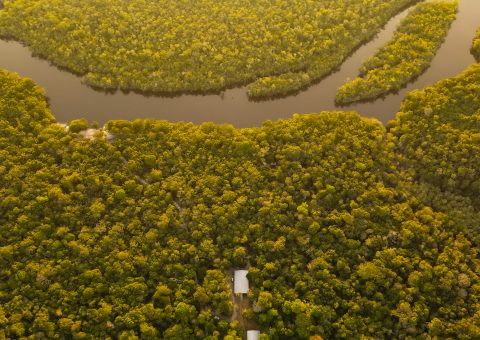 O chamado da maior floresta tropical do mundo