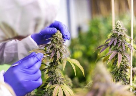 Exposição de cannabis medicinal amplia discussão sobre a democratização do acesso à medicação no País