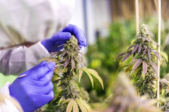 Exposição de cannabis medicinal amplia discussão sobre a democratização do acesso à medicação no País