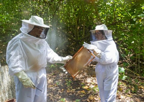 Pescadores do Mel: Projeto incentiva pescadores da região a complementarem renda como apicultores