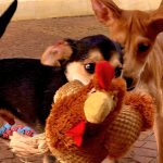 ONG Aliança com Vida promove campanha para a adoção de animais em São Paulo