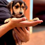 ONG Aliança com Vida promove campanha para a adoção de animais em São Paulo
