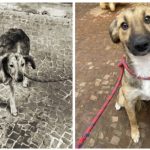 ONG Aliança com Vida promove campanha para a adoção de animais em São Paulo