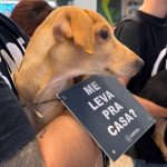 Galeria Paseo Gruta promove evento de adoção de pets aos sábados