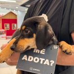Galeria Paseo Gruta promove evento de adoção de pets aos sábados