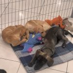 Galeria Paseo Gruta promove evento de adoção de pets aos sábados